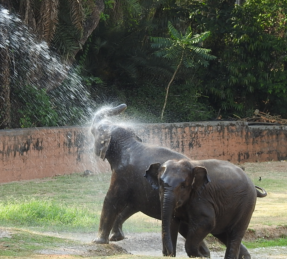 tourist places in mysore zoo